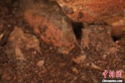 阜宁江西发现蜘蛛新物种 为研究呵叻蛛属适应区域提供依据