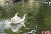 阜宁吉林：罕见白鸬鹚连续两年“故地重游”