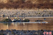 阜宁歙县完成安徽首个县域生物多样性调查 共记录物种近4千种