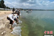 阜宁云南江川举行增殖放流活动 逾54万尾鱼游入星云湖
